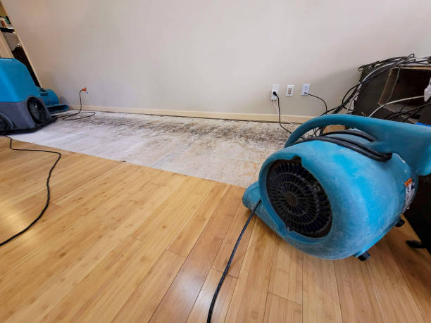 Professional Water Damage Repair technician working in Lakewood, WA